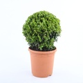 Buxus Ø20-22cm