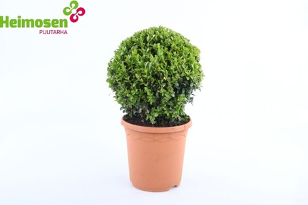Buxus Ø20-22cm