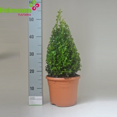 Buxus pyr