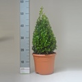 Buxus pyr