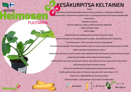Kesäkurpitsa keltainen