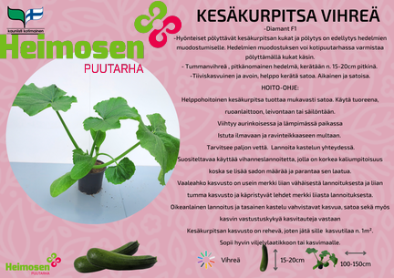 Kesäkurpitsa vihreä