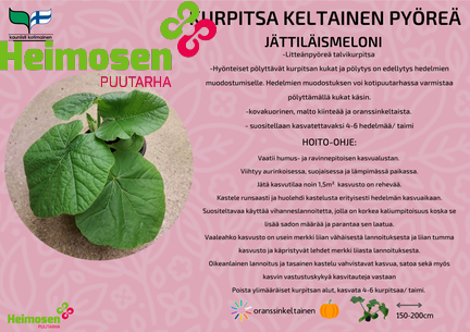 Kurpitsa keltainen pyöreä