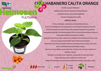 Chili habanero Calita orange