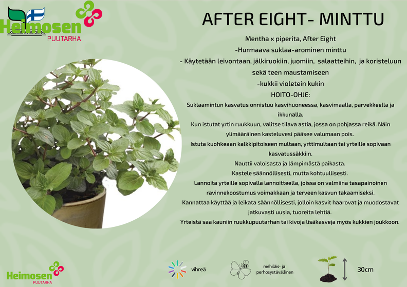 After eight- minttu.png