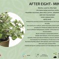 After eight- minttu