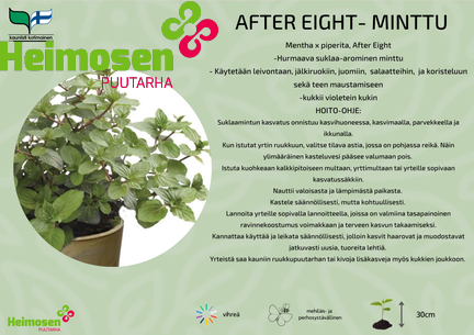 After eight- minttu
