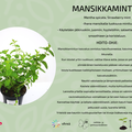 Mansikkaminttu