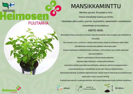 Mansikkaminttu
