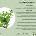 MArokonminttu