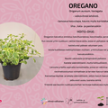 Oregano Variegata