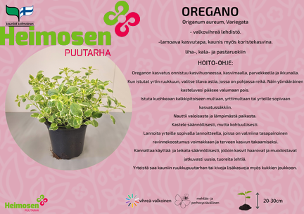 Oregano Variegata