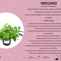 Oregano