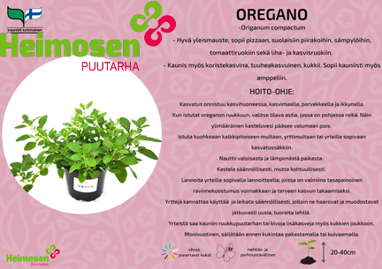 Oregano