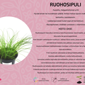Ruohosipuli