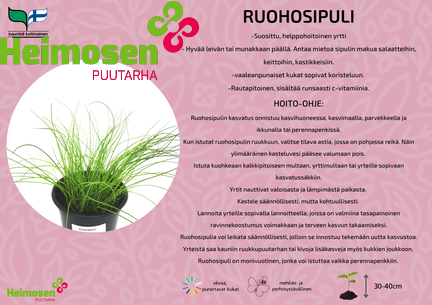 Ruohosipuli