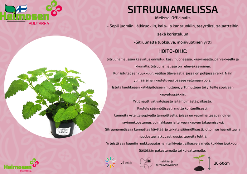 Sitruunamelissa.png