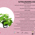 Sitruunamelissa