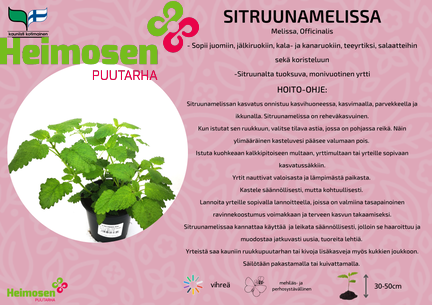 Sitruunamelissa