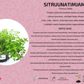 Sitruunatimjami