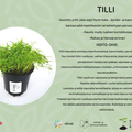 Tilli