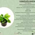 Viinisuolaheinä