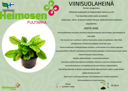 Viinisuolaheinä