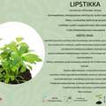 Lipstikka