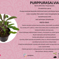 Purppurasalvia