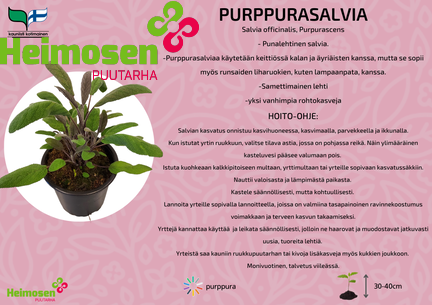 Purppurasalvia