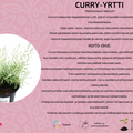 Curry-yrtti