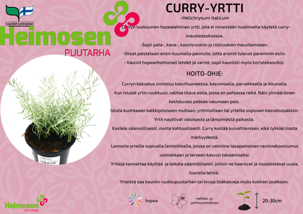 Curry-yrtti