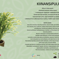 Kiinansipuli