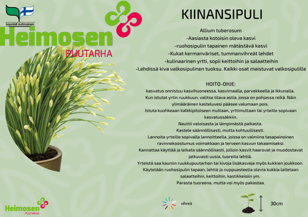 Kiinansipuli