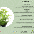 Kolakasvi
