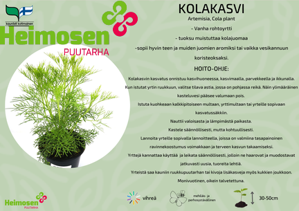 Kolakasvi