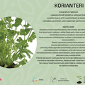 Korianteri