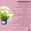 Ananasminttu
