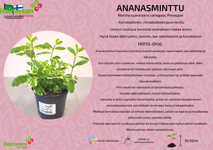 Ananasminttu