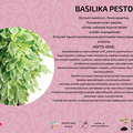 Basilika Pesto