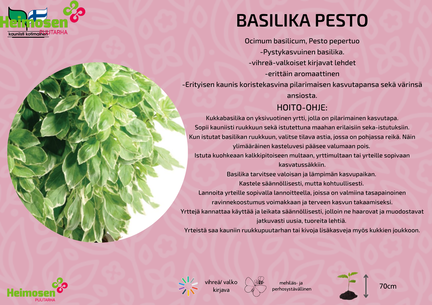 Basilika Pesto