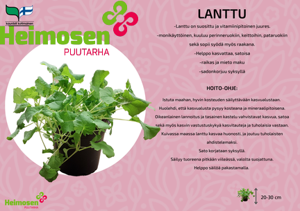 Lanttu