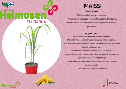 Maissi