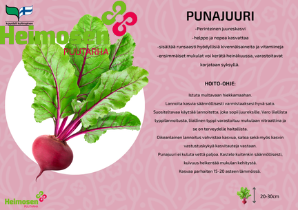 Punajuuri