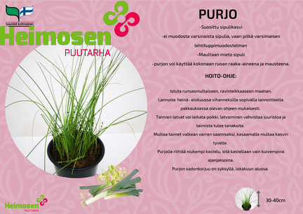 Purjo