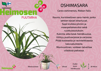 Oshimara ribbon falls