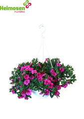 miljoonakello amppeli 7