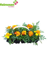 samettikukka 10-pack 2