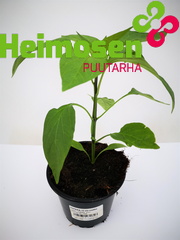 Paprika