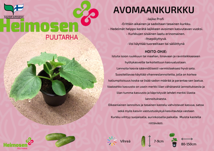 Avomaankurkku